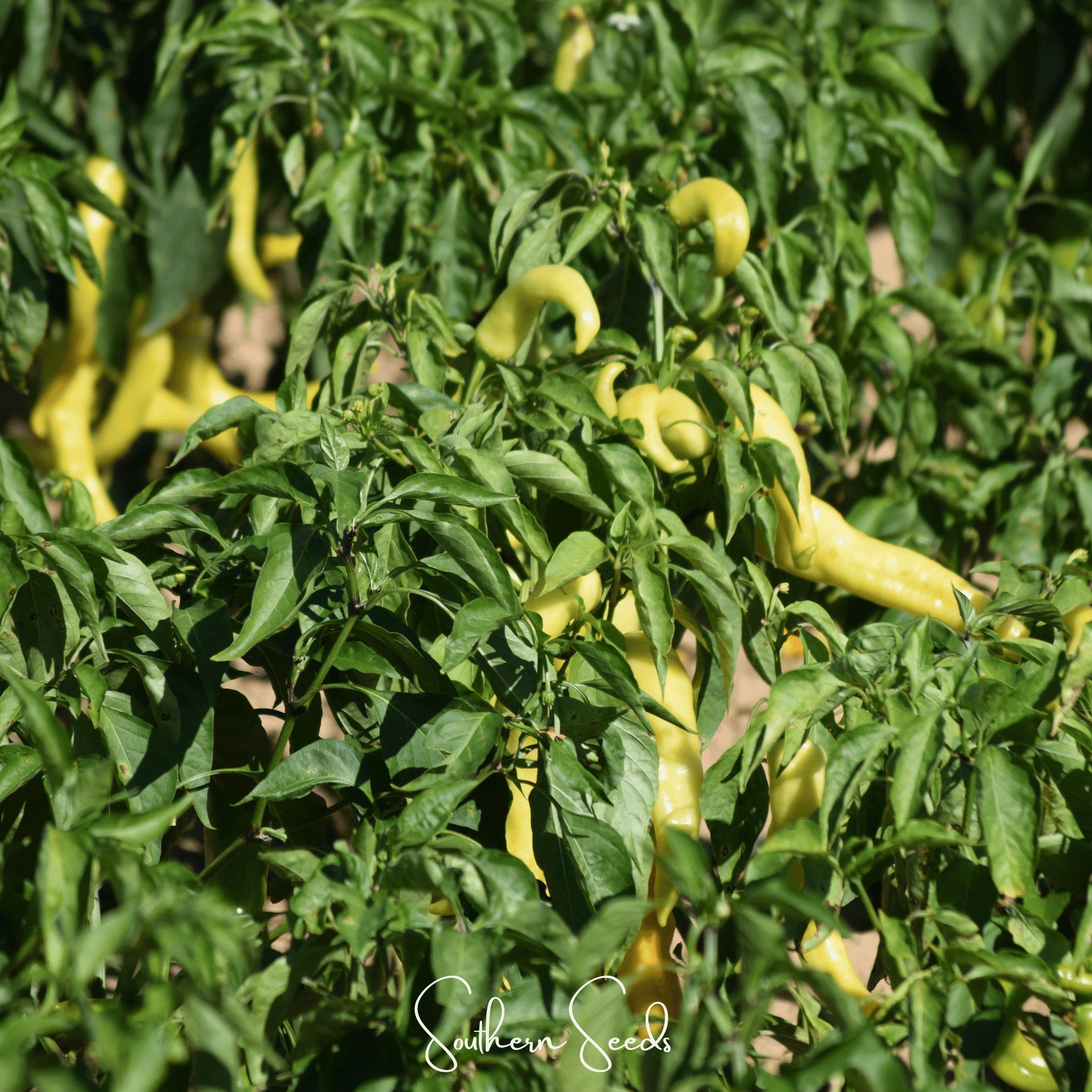 Hungarian Wax Pepper – 30 Seeds Southern Seeds