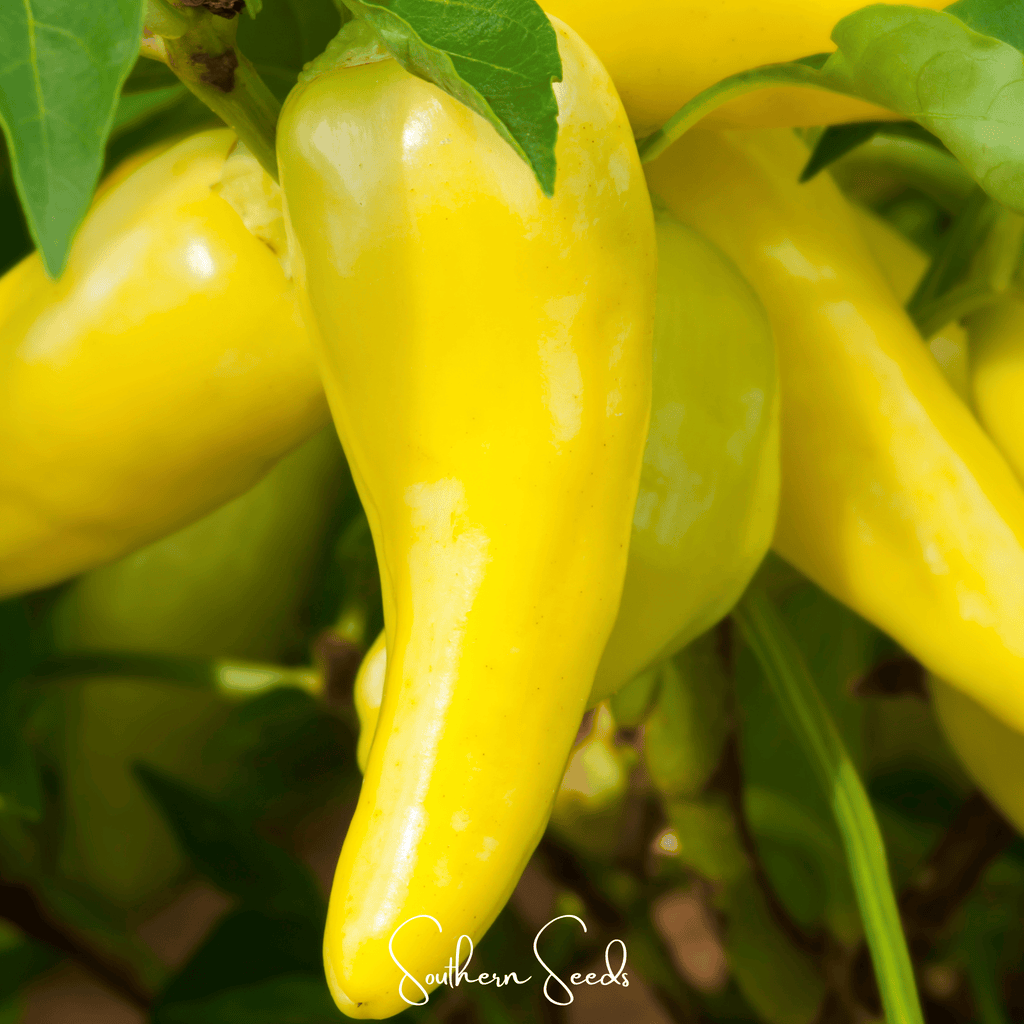 Hungarian Wax Pepper – 30 Seeds Southern Seeds