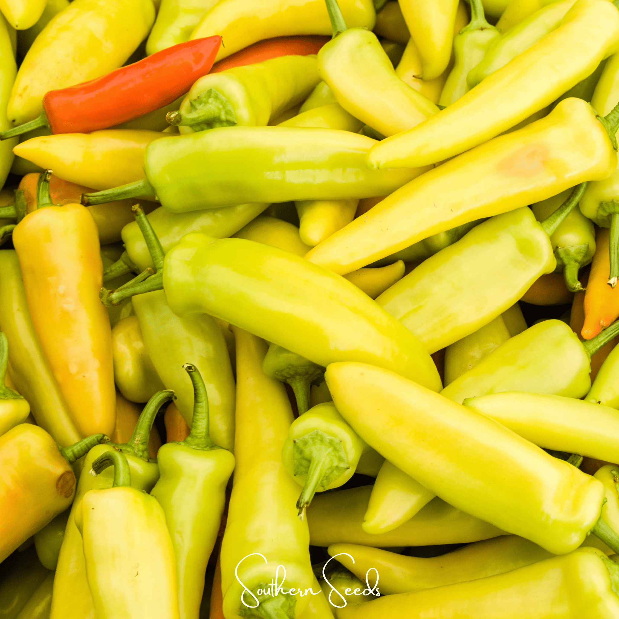 Hungarian Wax Pepper – 30 Seeds Southern Seeds