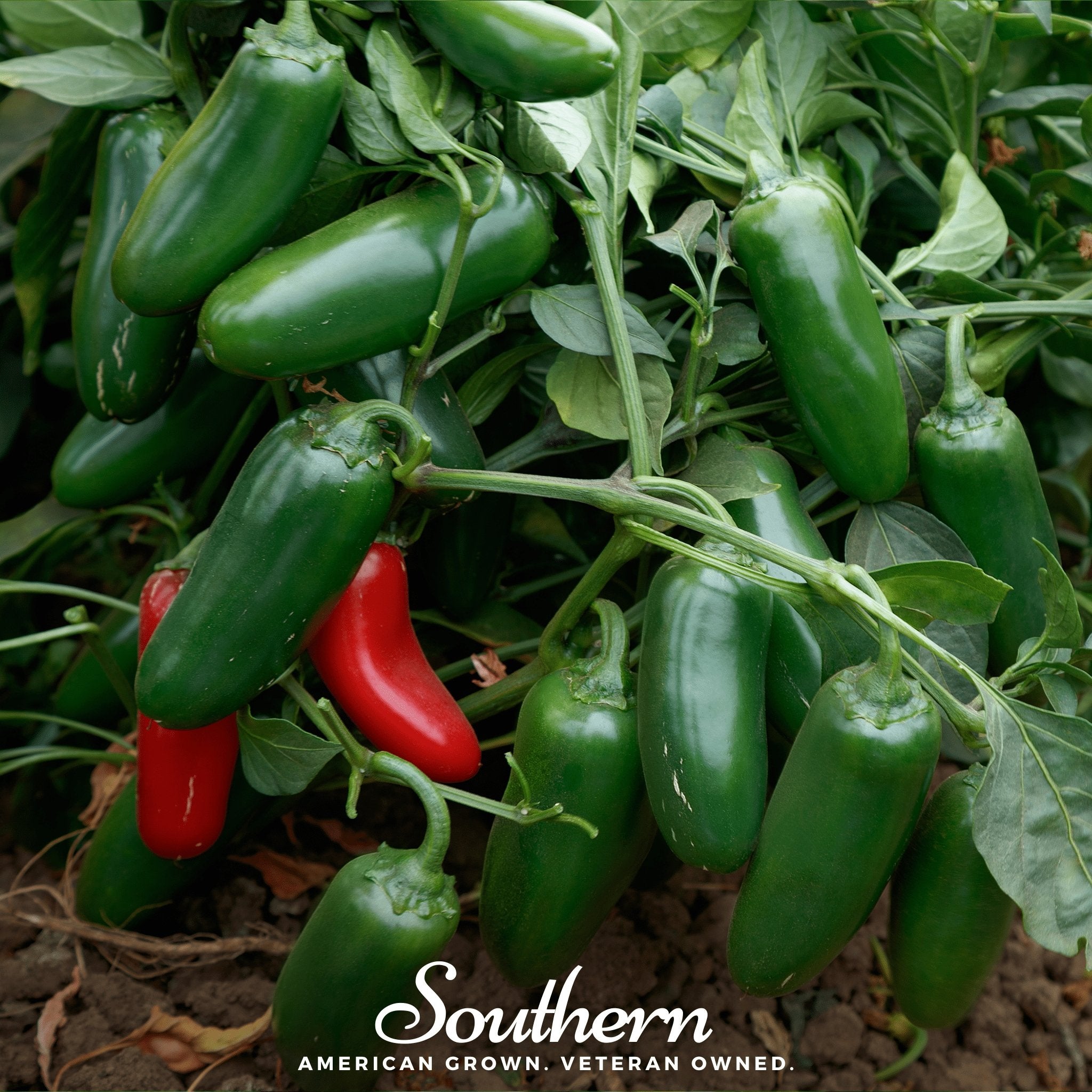 Jalapeño Early Pepper – 25 Seeds Southern Seeds