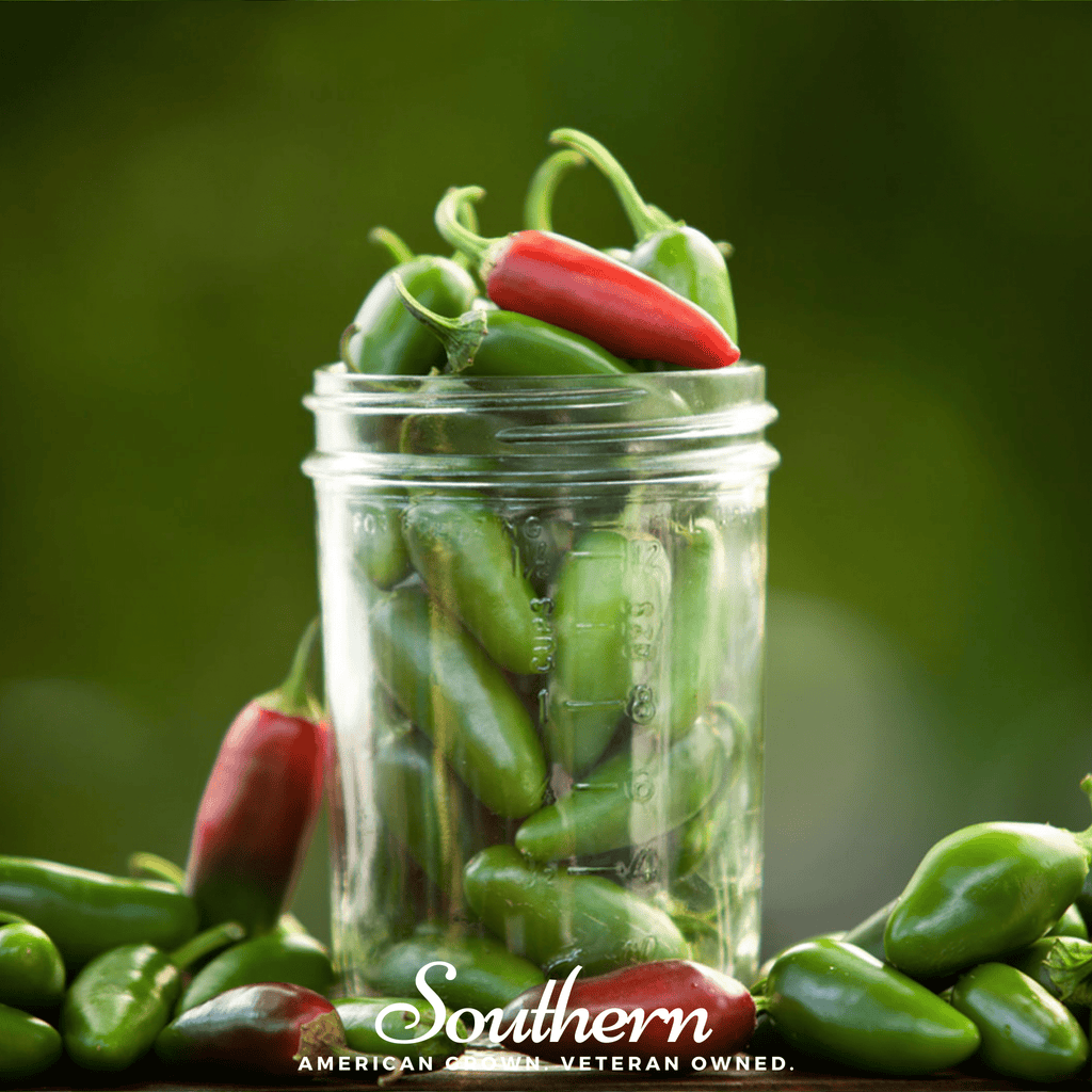 Jalapeño Early Pepper – 25 Seeds Southern Seeds