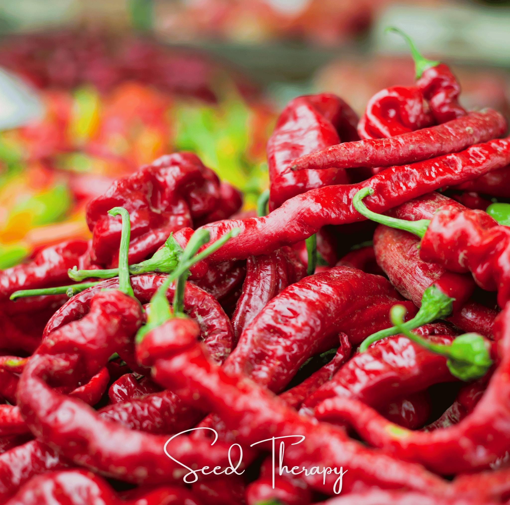 Jimmy Nardello's Pepper – 25 Seeds Southern Seeds