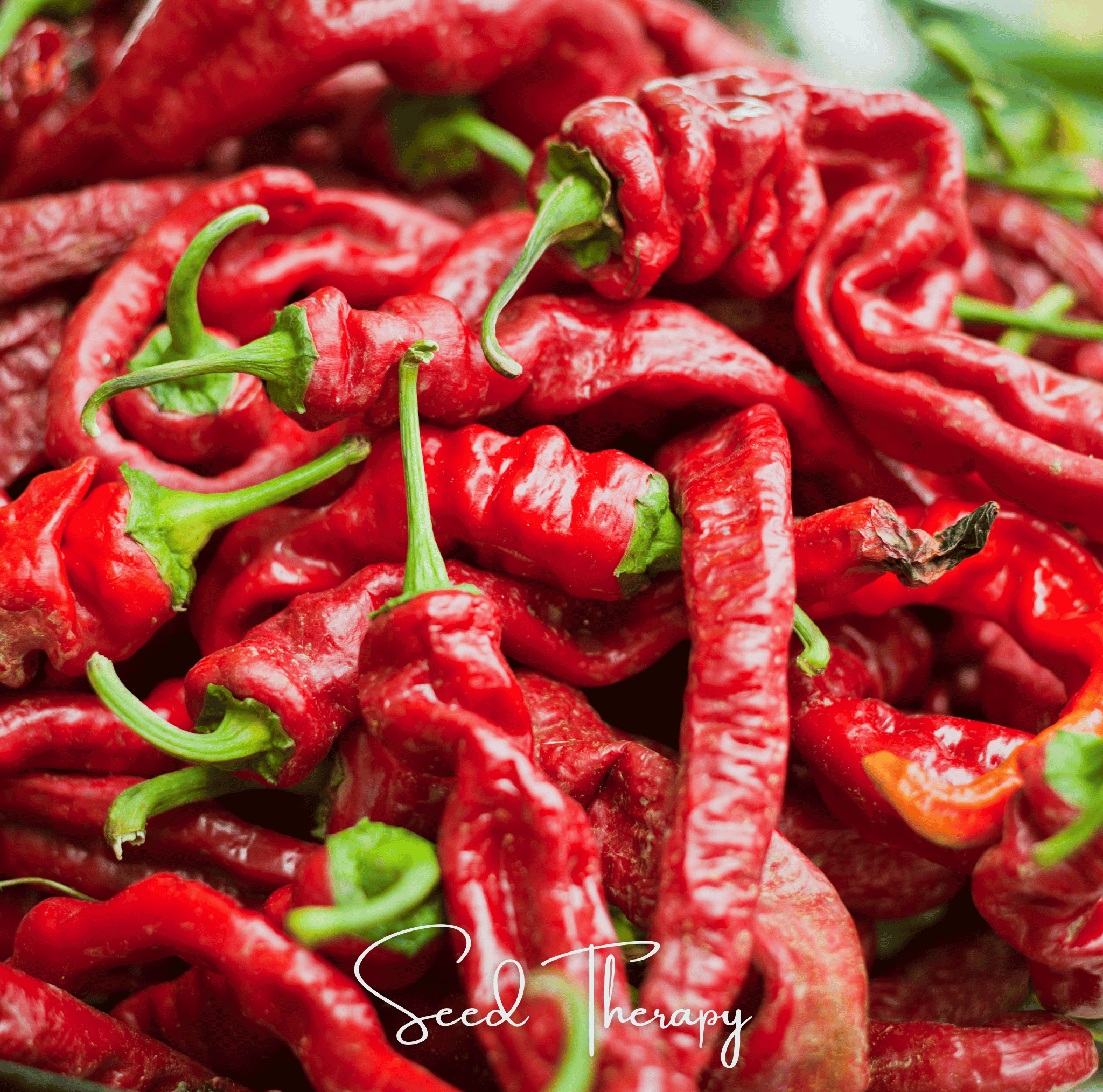Jimmy Nardello's Pepper – 25 Seeds Southern Seeds