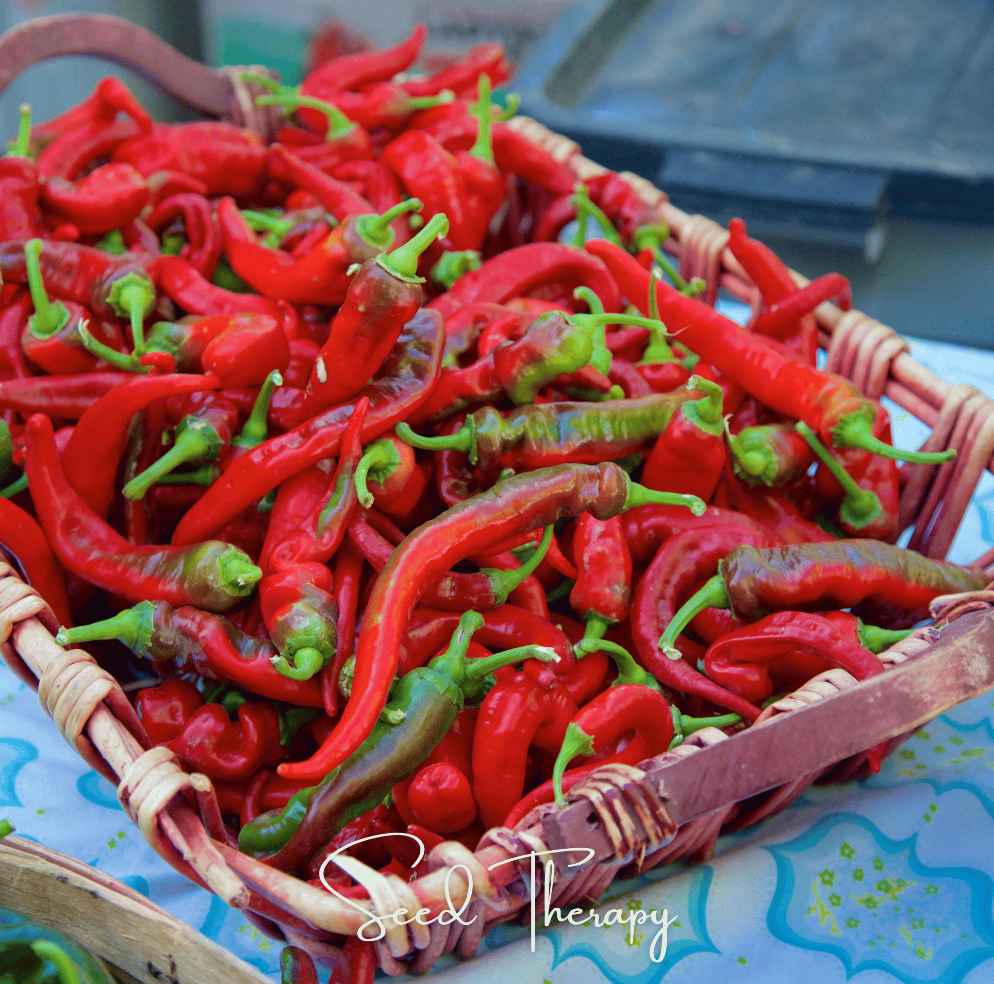 Jimmy Nardello's Pepper – 25 Seeds Southern Seeds