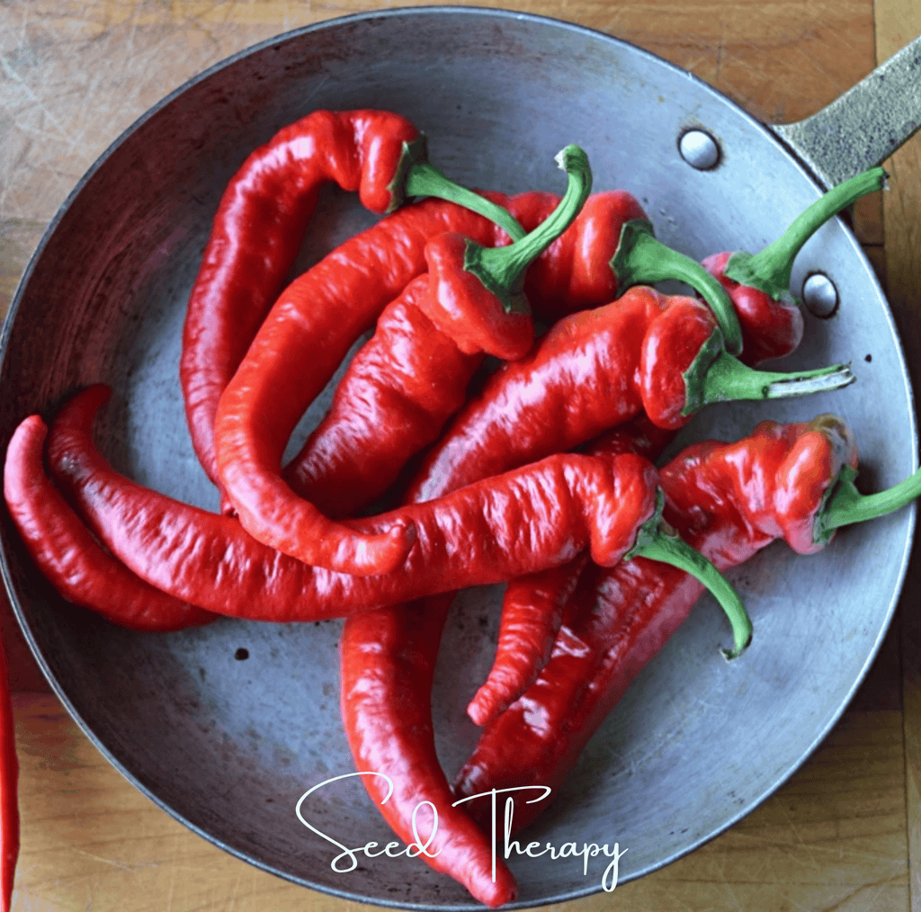 Jimmy Nardello's Pepper – 25 Seeds Southern Seeds
