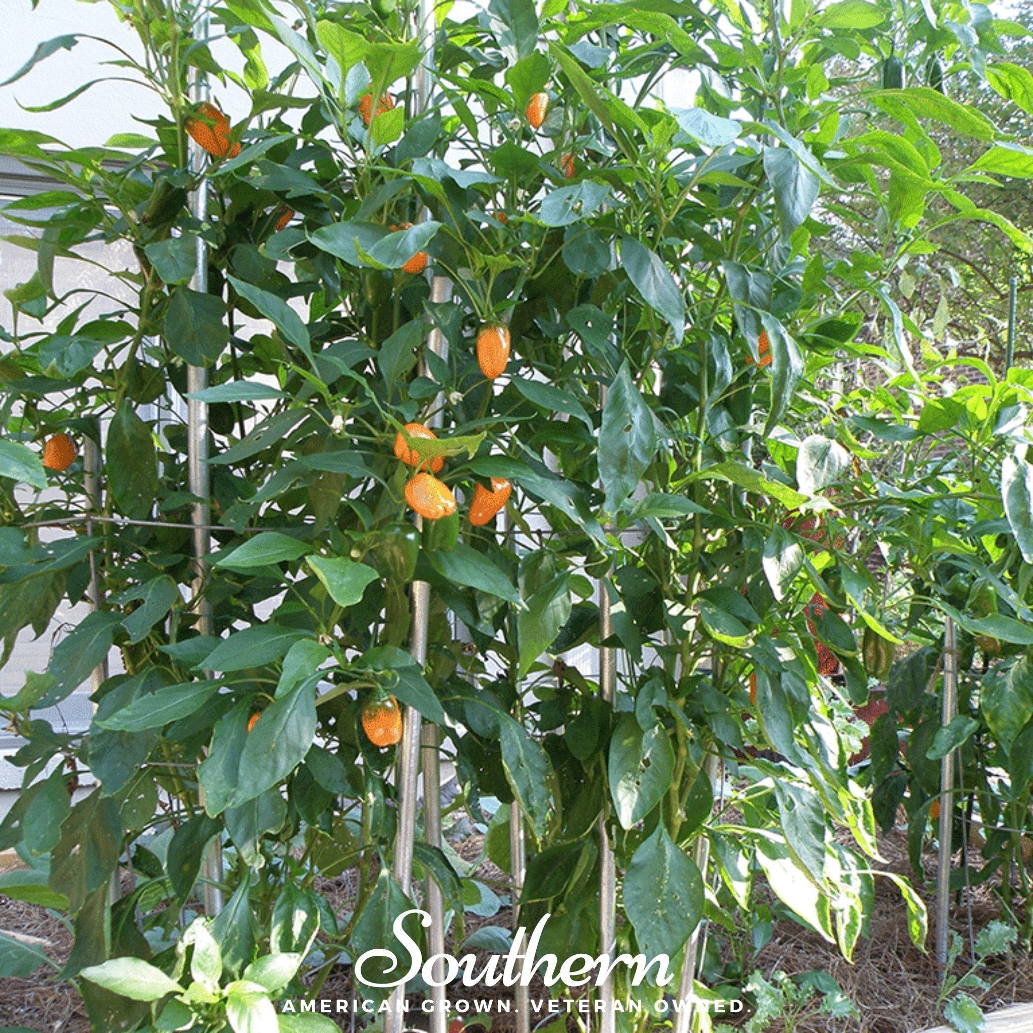 Lunchbox Sweet Pepper – 25 Seeds Southern Seeds