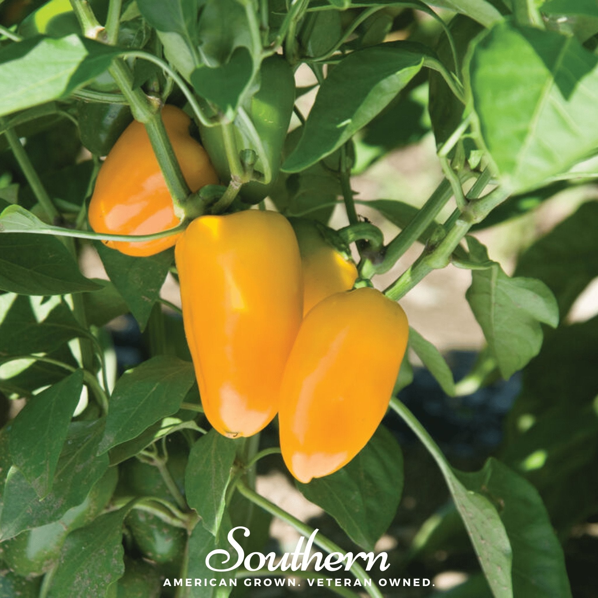 Lunchbox Sweet Pepper – 25 Seeds Southern Seeds