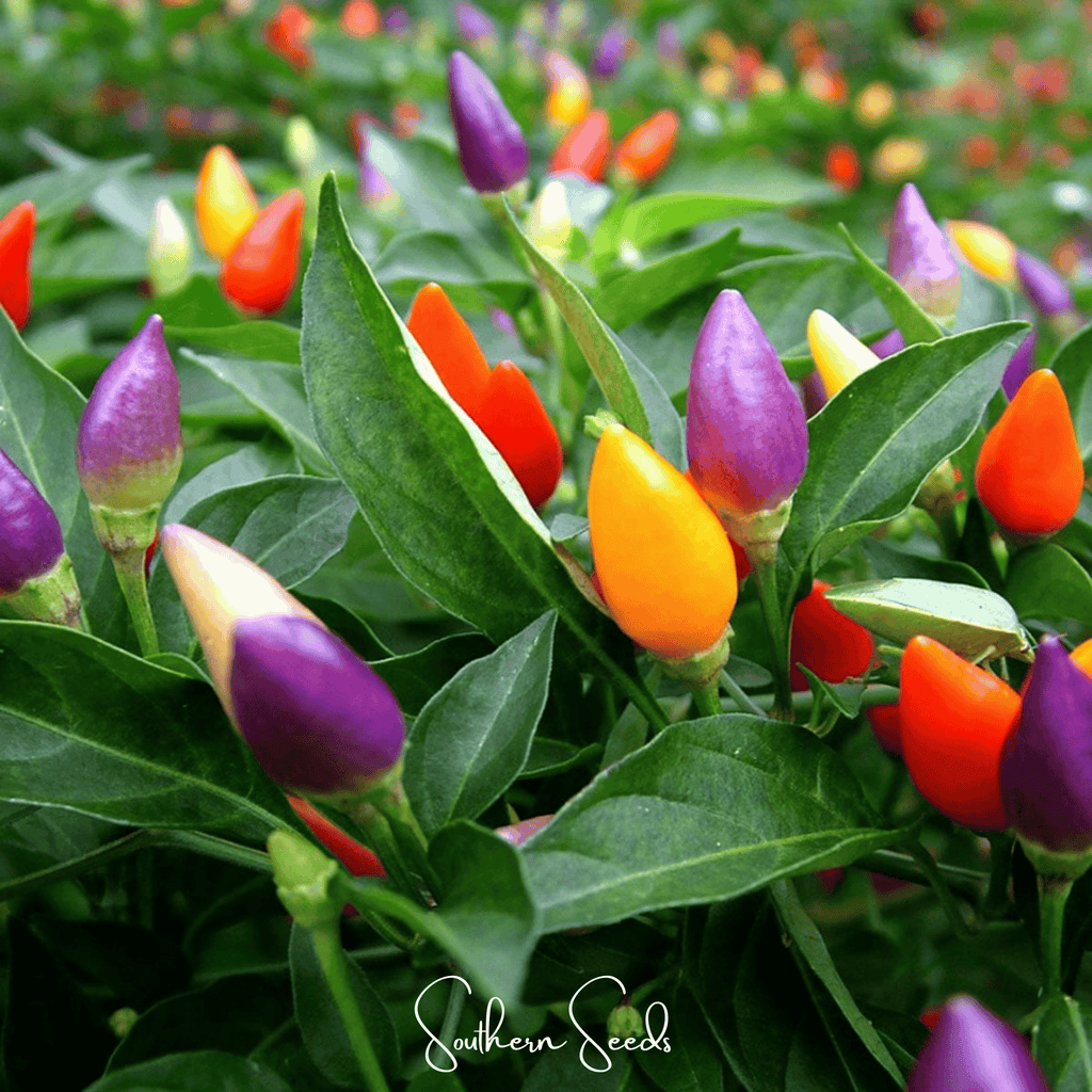 Ornamental Pepper Mix – 30 Seeds Southern Seeds