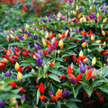 Ornamental Pepper Mix – 30 Seeds Southern Seeds