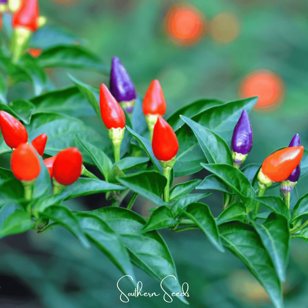 Ornamental Pepper Mix – 30 Seeds Southern Seeds