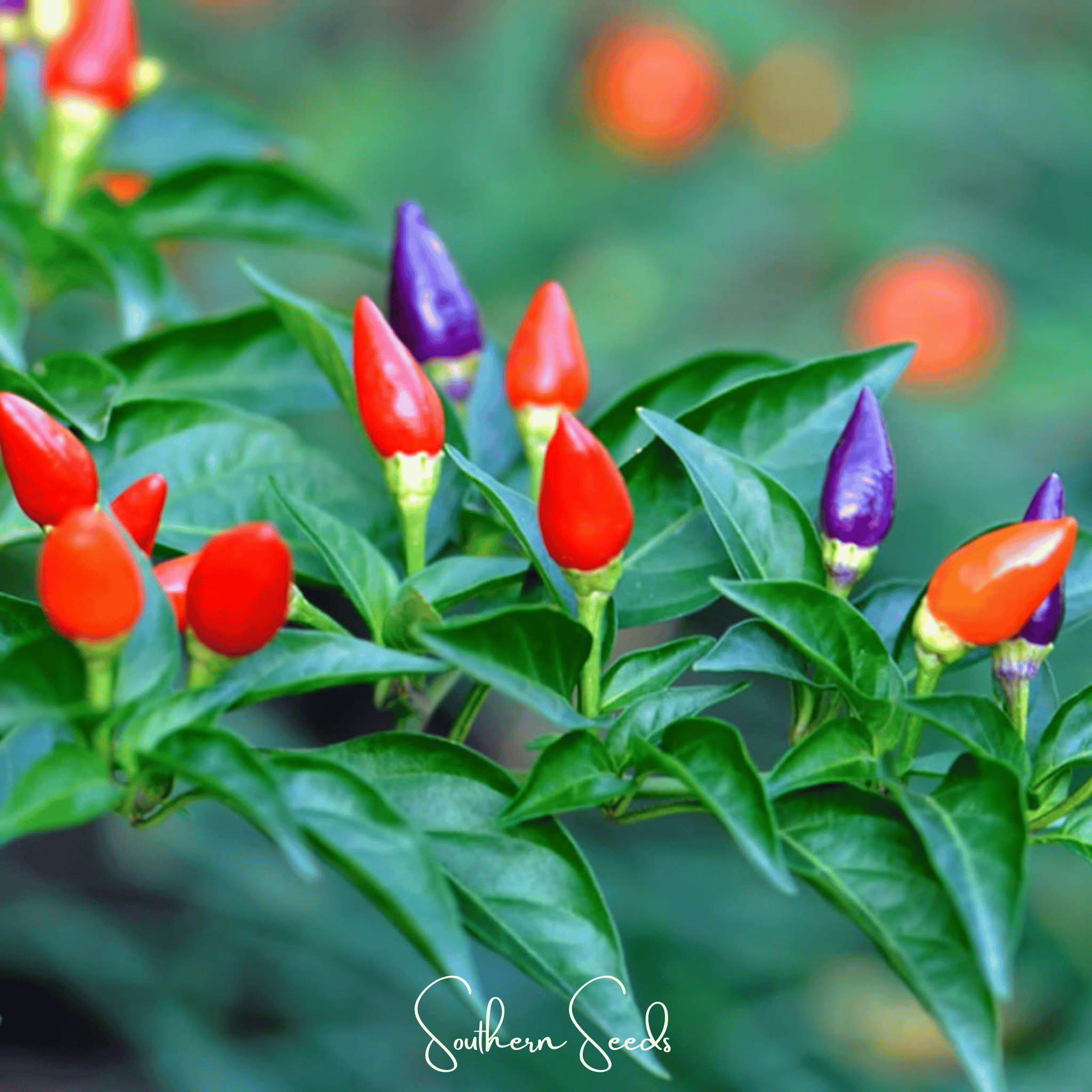 Ornamental Pepper Mix – 30 Seeds Southern Seeds