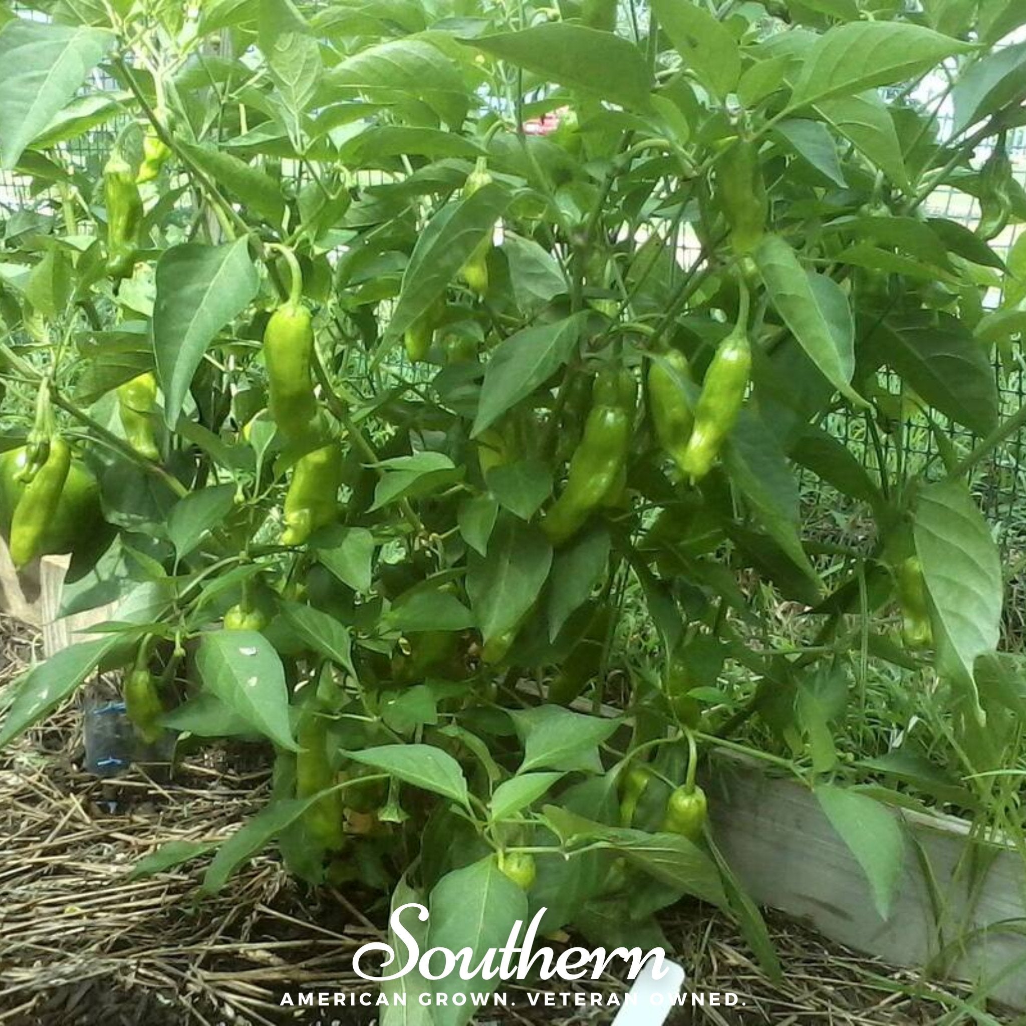 Pepperoncini Pepper – 25 Seeds Southern Seeds