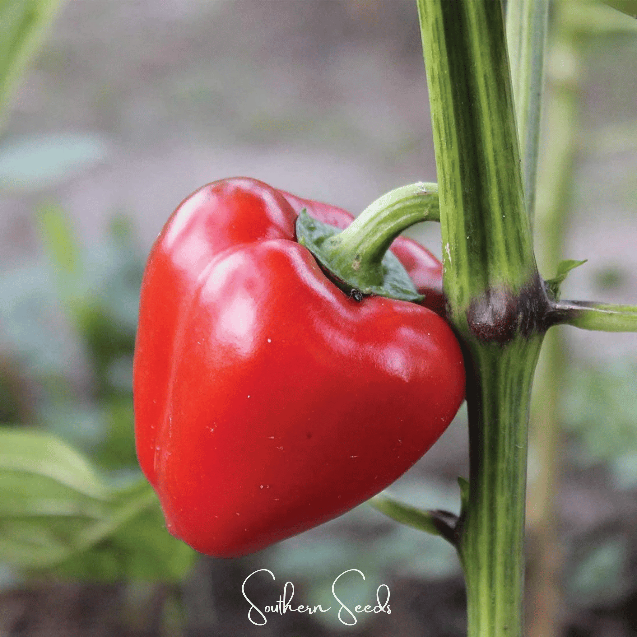 Pimento Sweet Pepper – 25 Seeds Southern Seeds