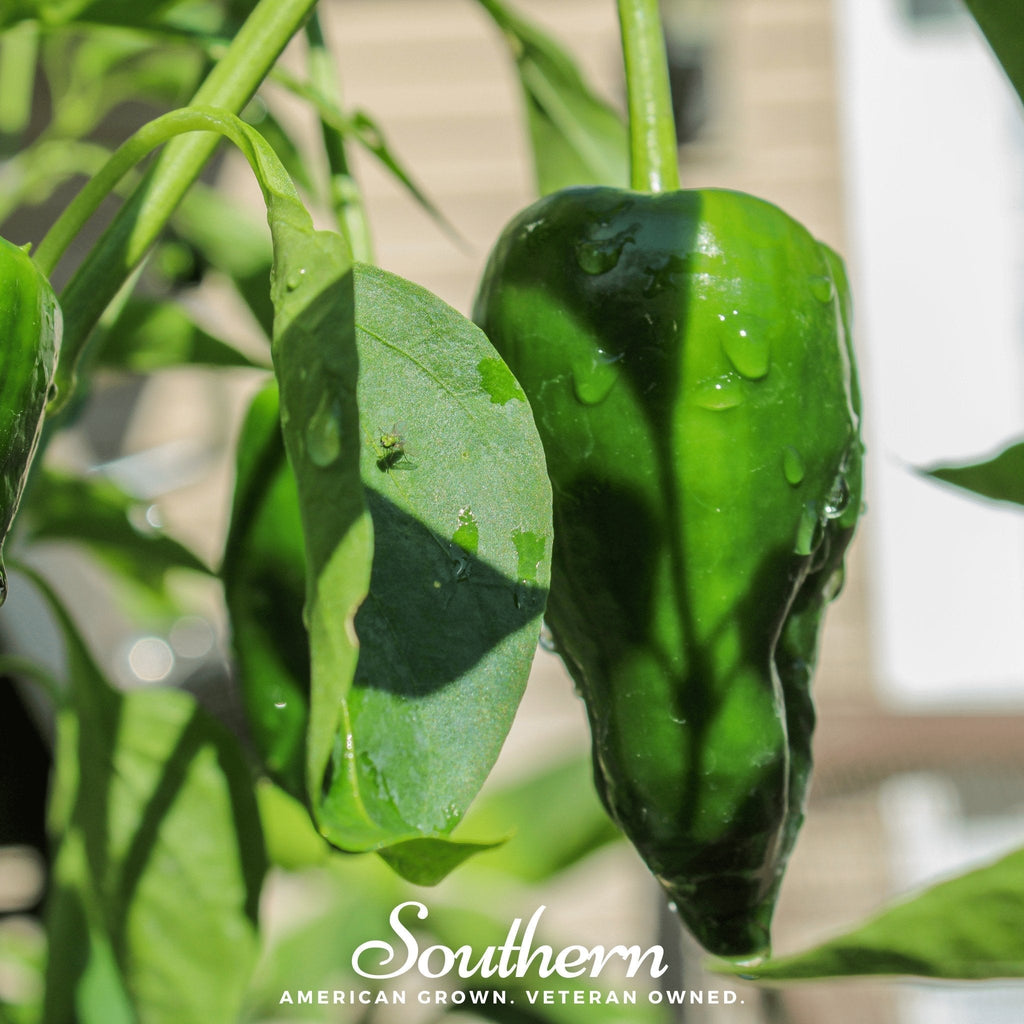 Poblano Ancho Grande Pepper – 25 Seeds Southern Seeds