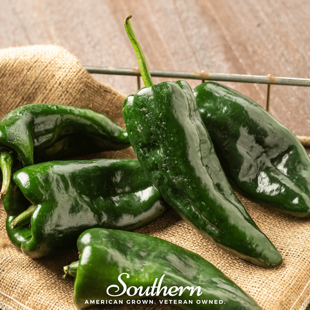 Poblano Ancho Grande Pepper – 25 Seeds Southern Seeds