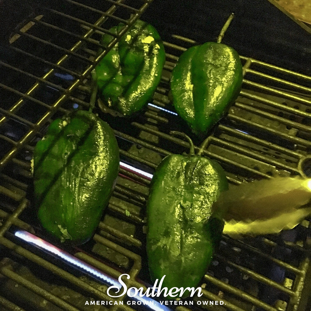 Poblano Ancho Grande Pepper – 25 Seeds Southern Seeds