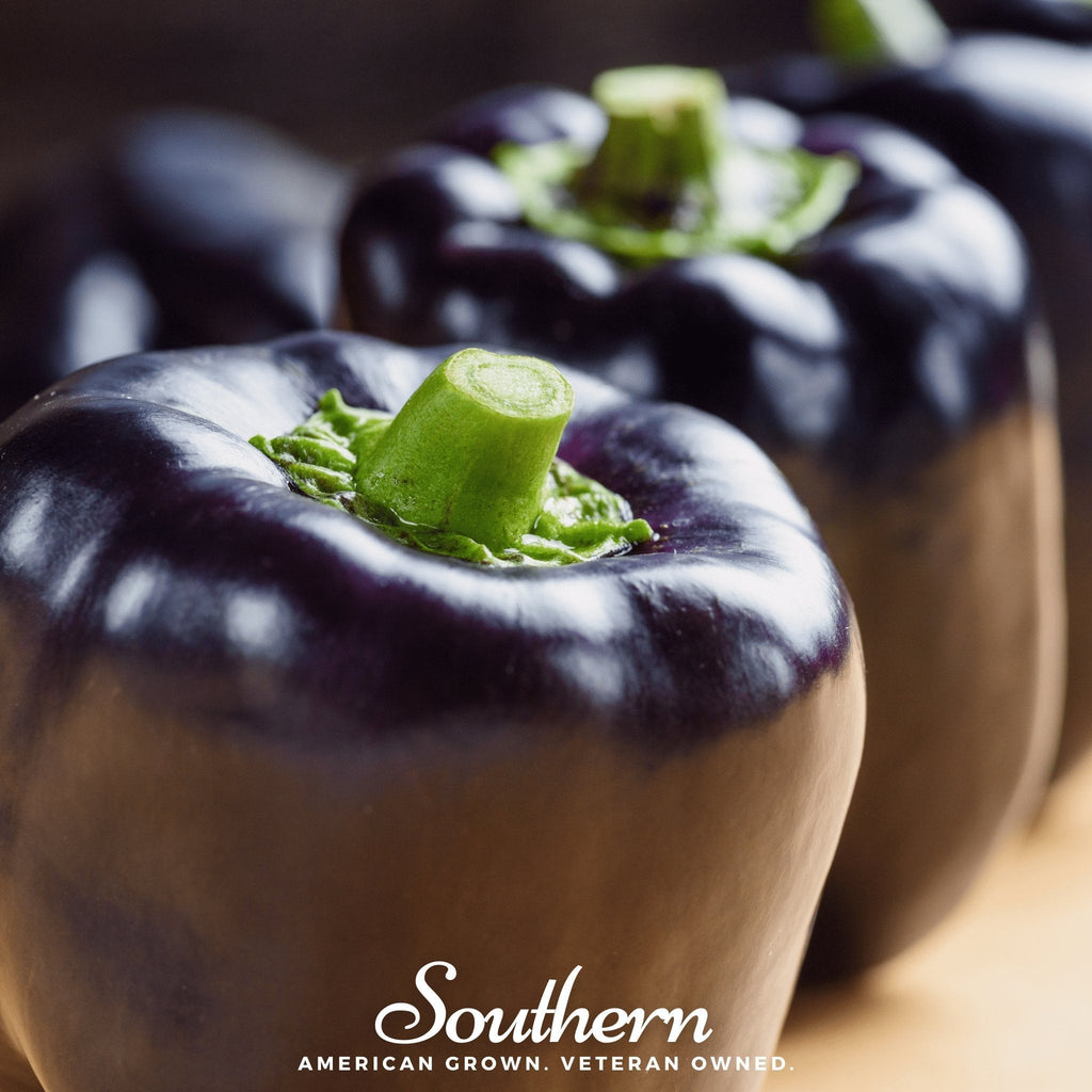 Purple Beauty Sweet Pepper – 30 Seeds Southern Seeds