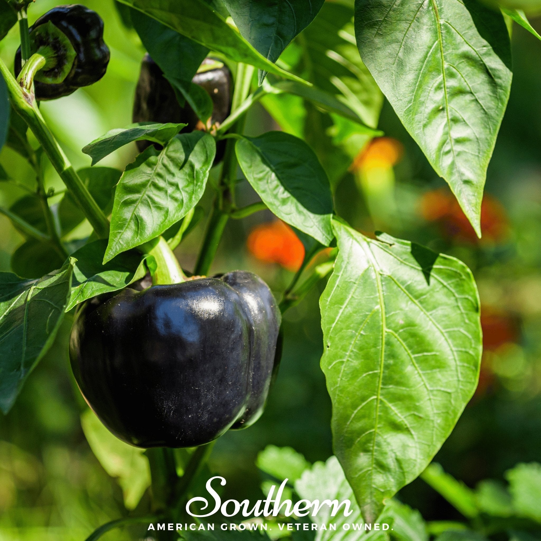 Purple Beauty Sweet Pepper – 30 Seeds Southern Seeds