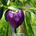 Purple Beauty Sweet Pepper – 30 Seeds Southern Seeds