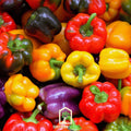 Rainbow Bell Sweet Pepper – 25 Seeds Southern Seeds