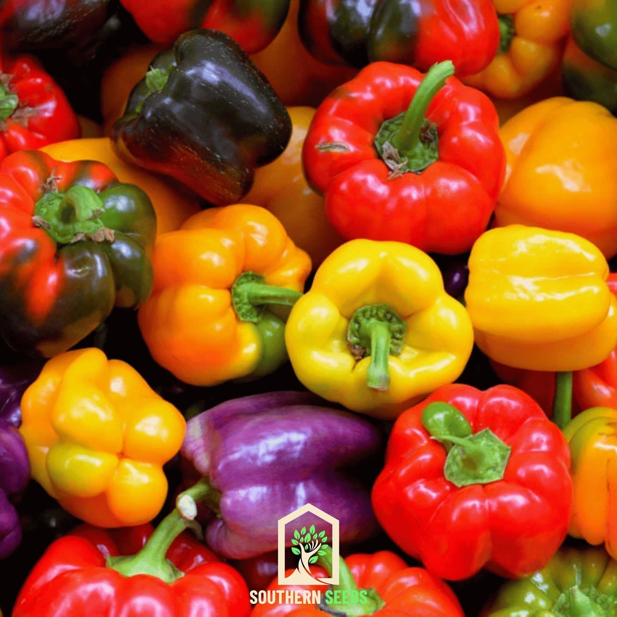 Rainbow Bell Sweet Pepper – 25 Seeds Southern Seeds