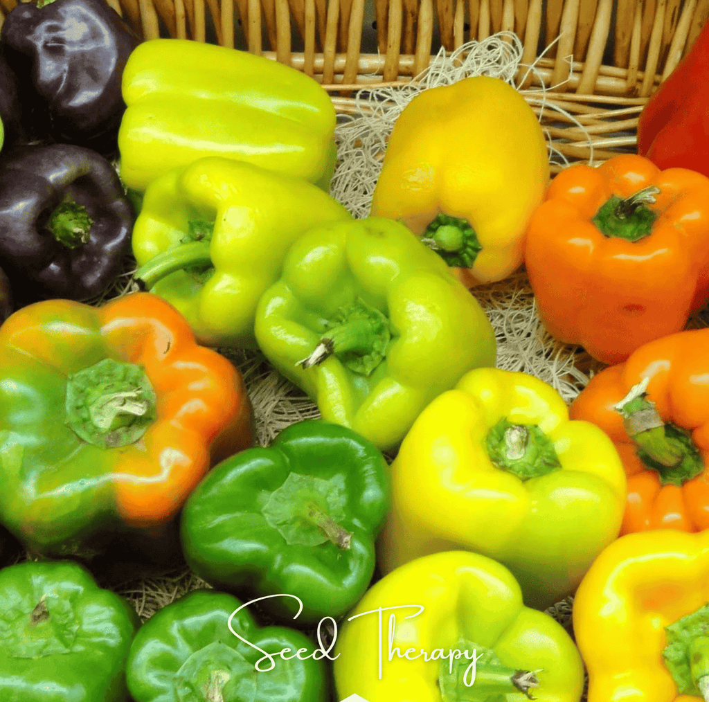 Rainbow Bell Sweet Pepper – 25 Seeds Southern Seeds