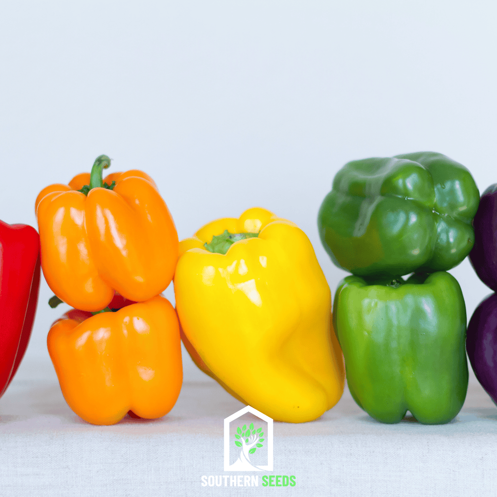 Rainbow Bell Sweet Pepper – 25 Seeds Southern Seeds