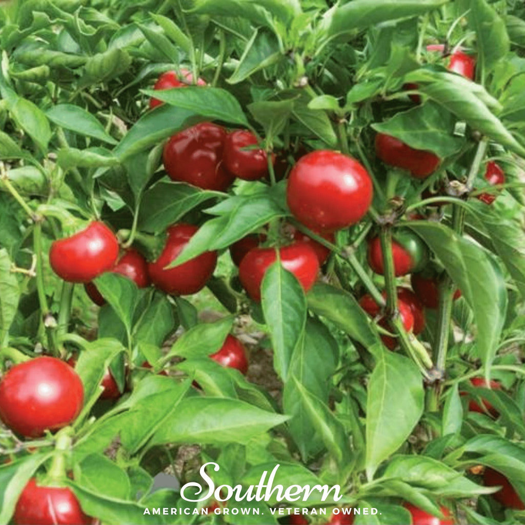 Red Hot Cherry Pepper – 25 Seeds Southern Seeds