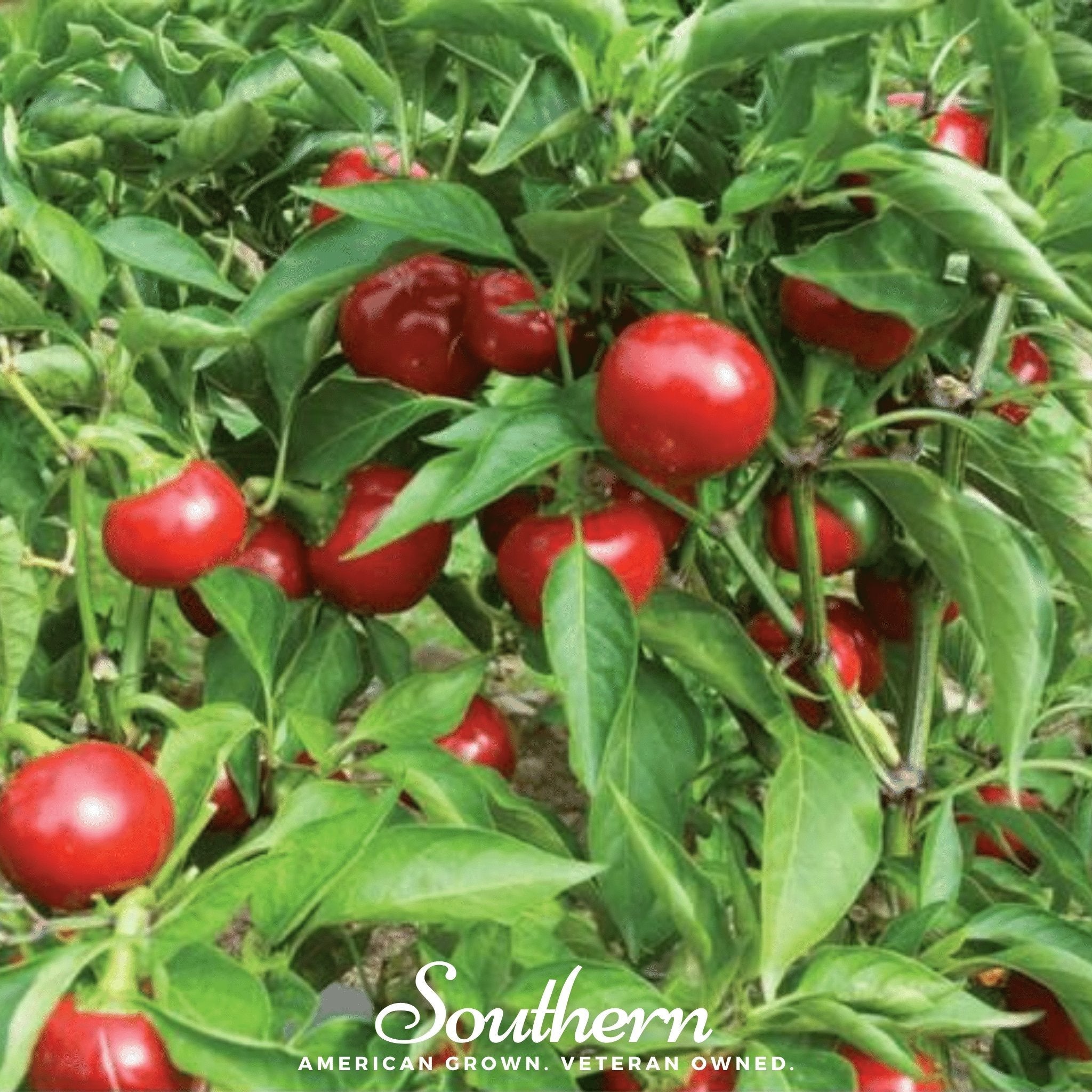 Red Hot Cherry Pepper – 25 Seeds Southern Seeds