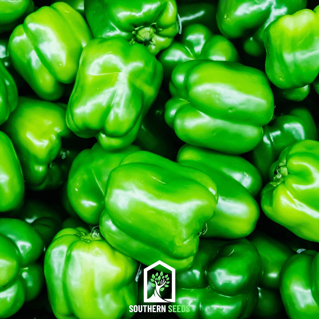 Pepper Seed Collection – 6 Essential Heirloom Peppers Southern Seeds