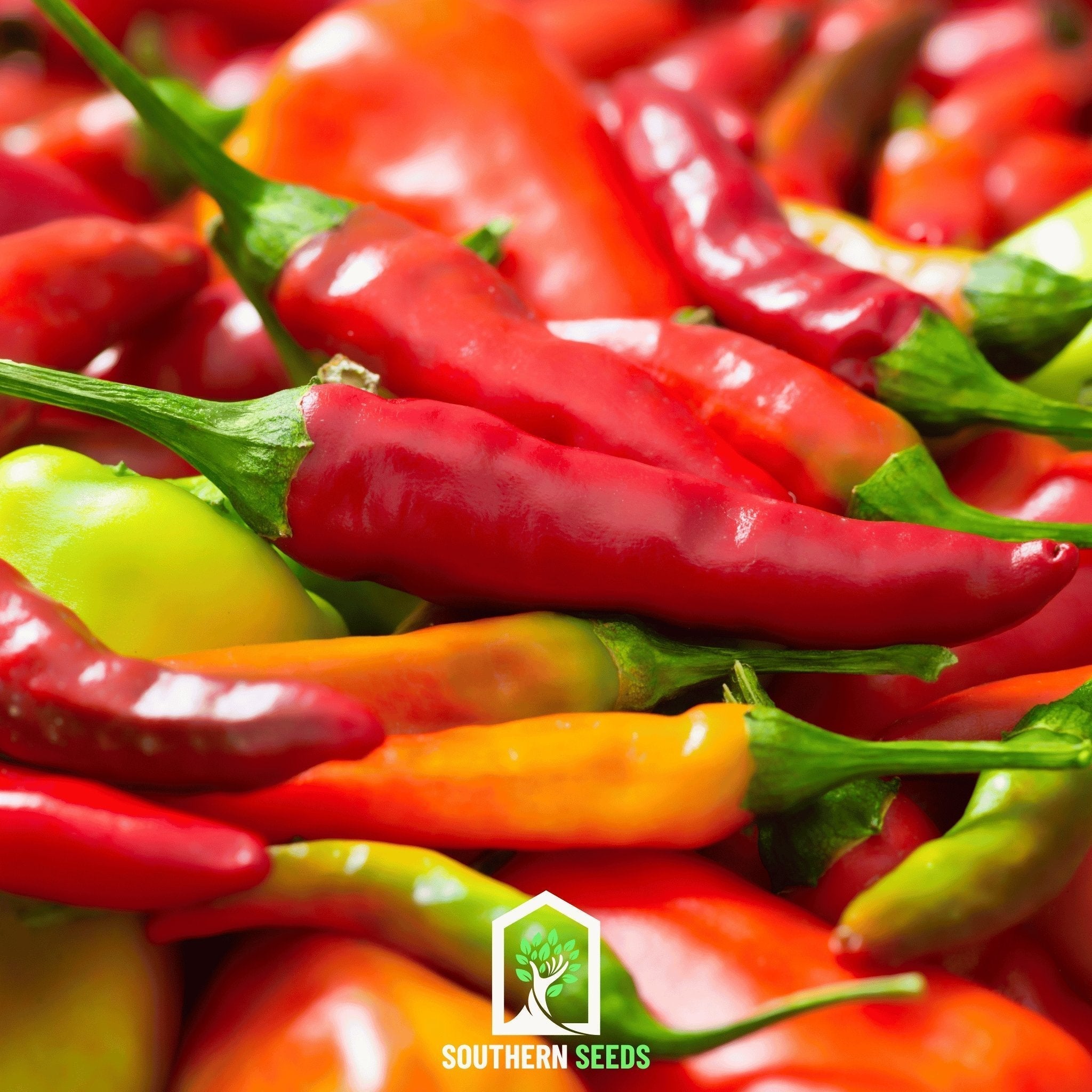 Pepper Seed Collection – 6 Essential Heirloom Peppers Southern Seeds