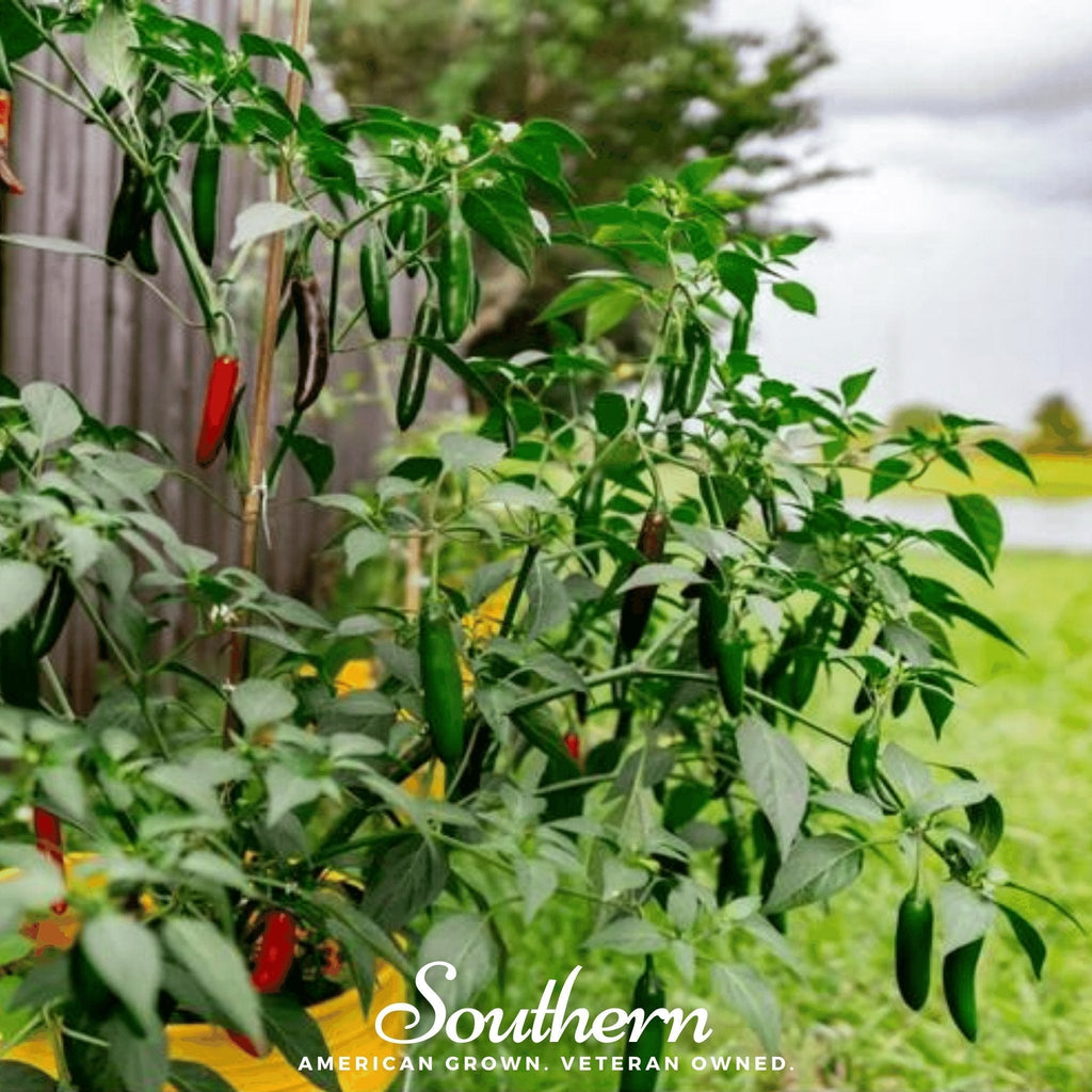 Serrano Pepper – 25 Seeds Southern Seeds