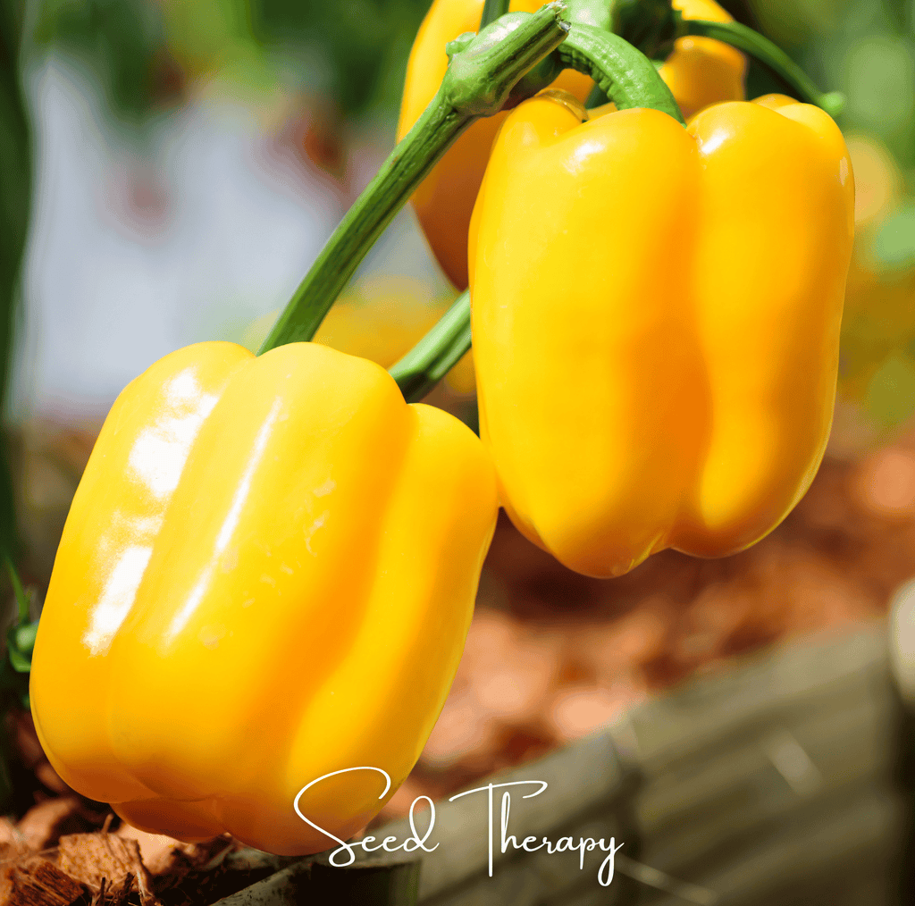 Sunbright Bell Pepper – 30 Seeds Southern Seeds