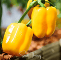 Sunbright Bell Pepper – 30 Seeds Southern Seeds