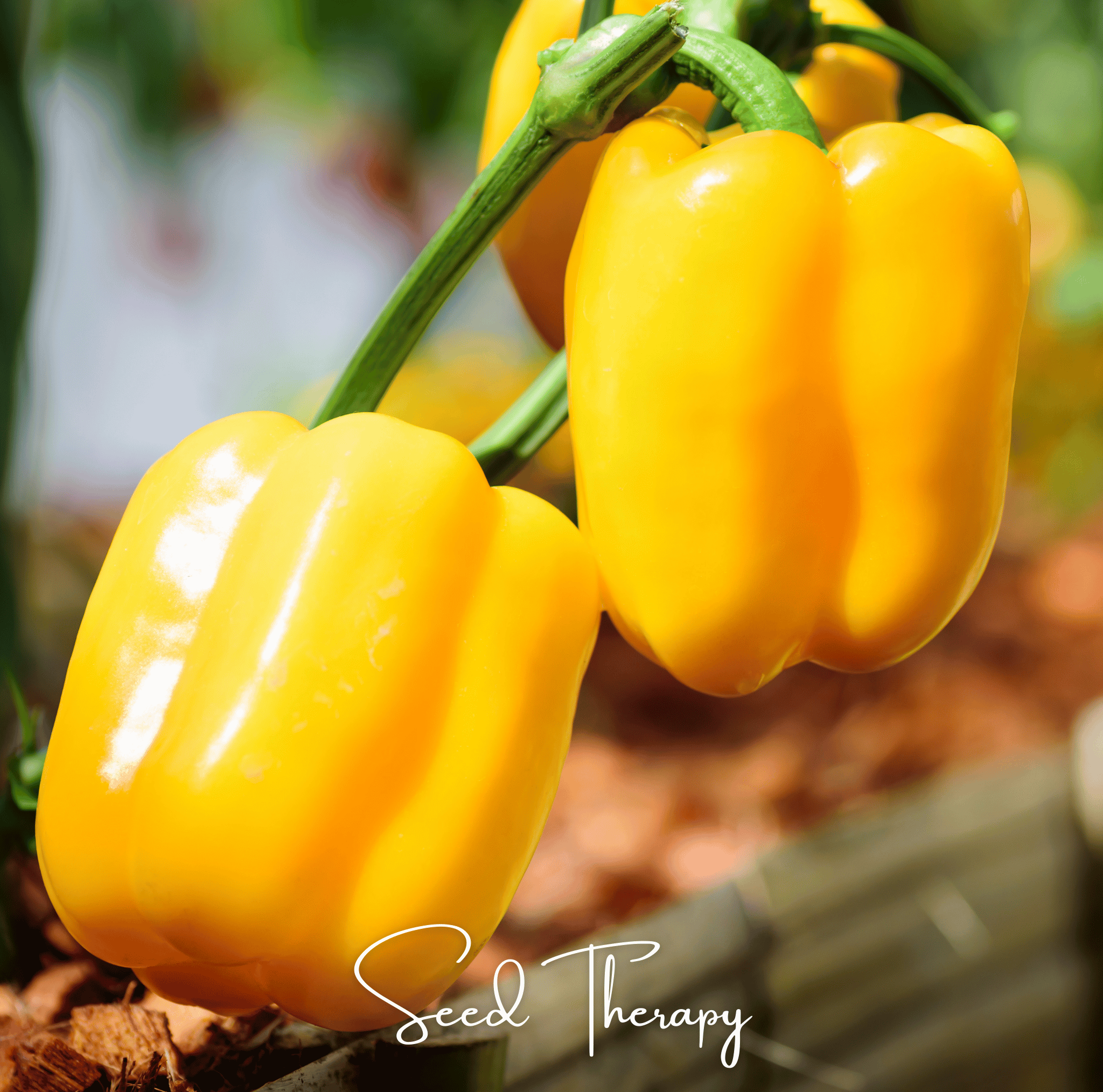 Sunbright Bell Pepper – 30 Seeds Southern Seeds
