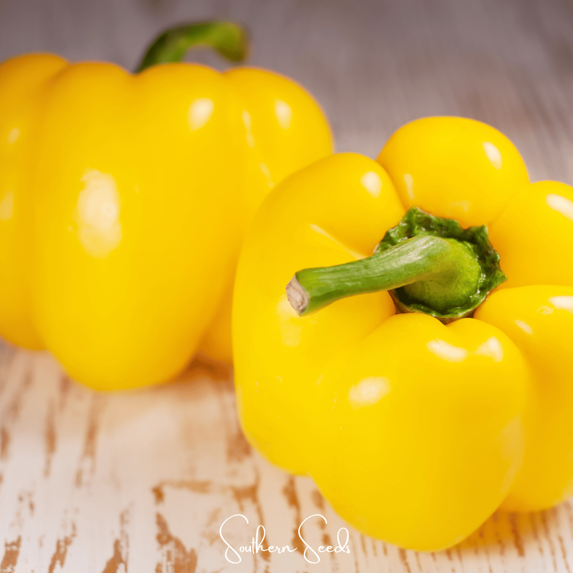 Sunbright Bell Pepper – 30 Seeds Southern Seeds