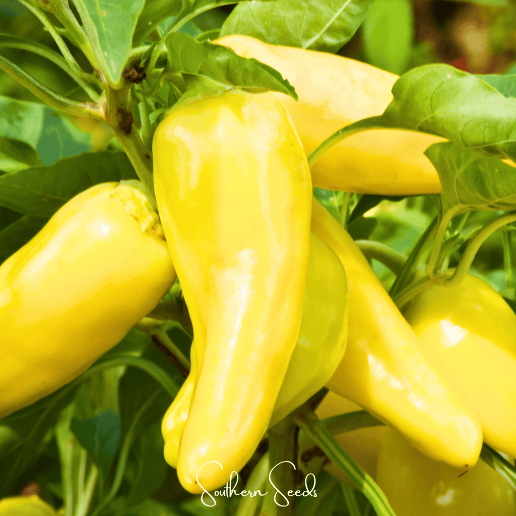 Sweet Banana Pepper – 25 Seeds Southern Seeds