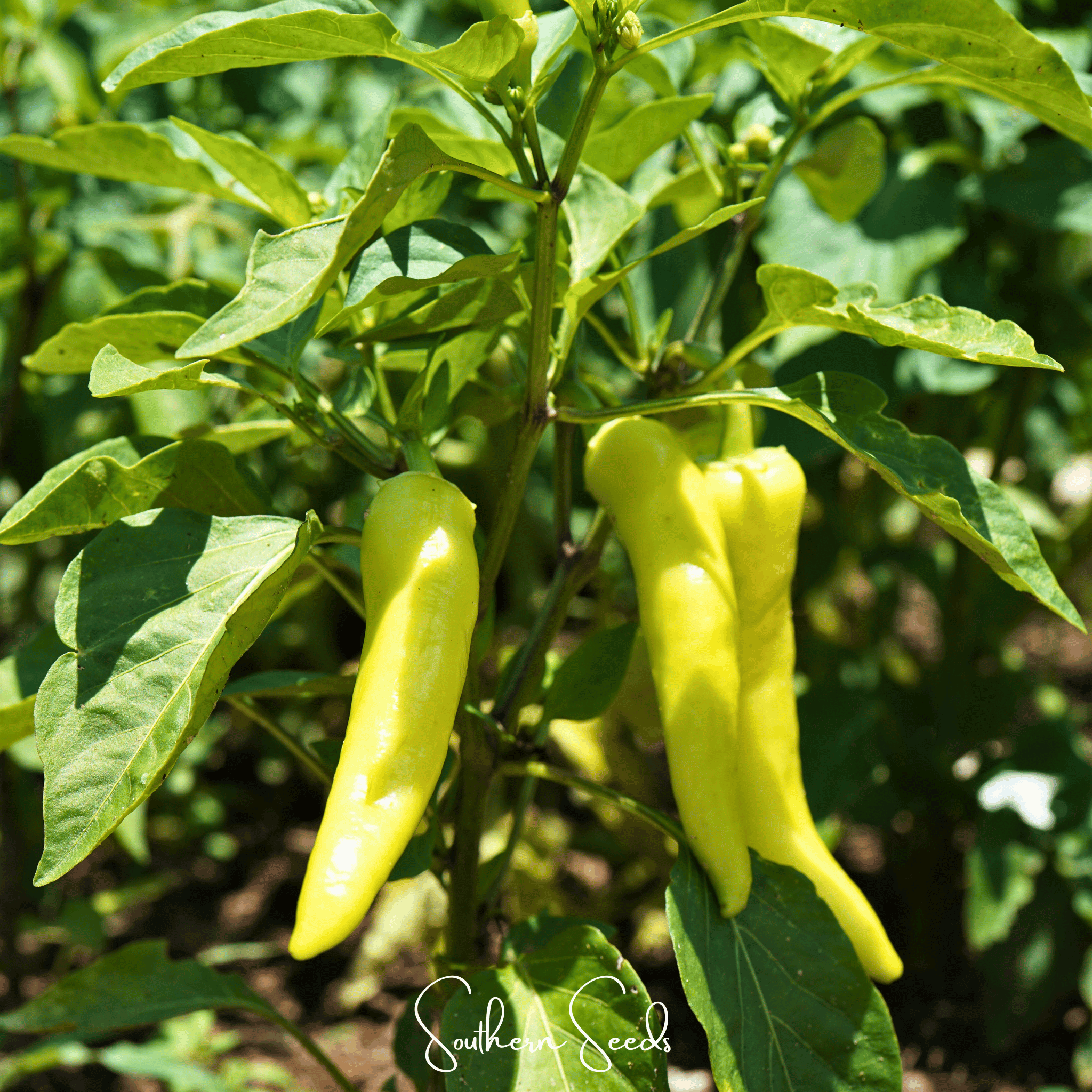 Sweet Banana Pepper – 25 Seeds Southern Seeds