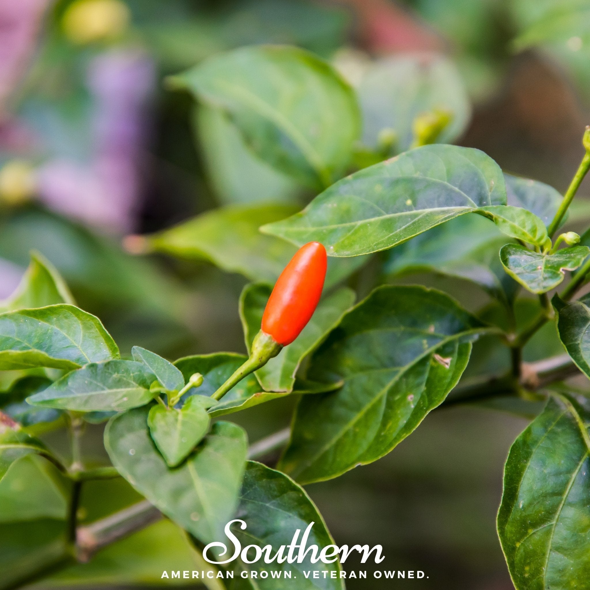 Tabasco Pepper – 50 Seeds Southern Seeds
