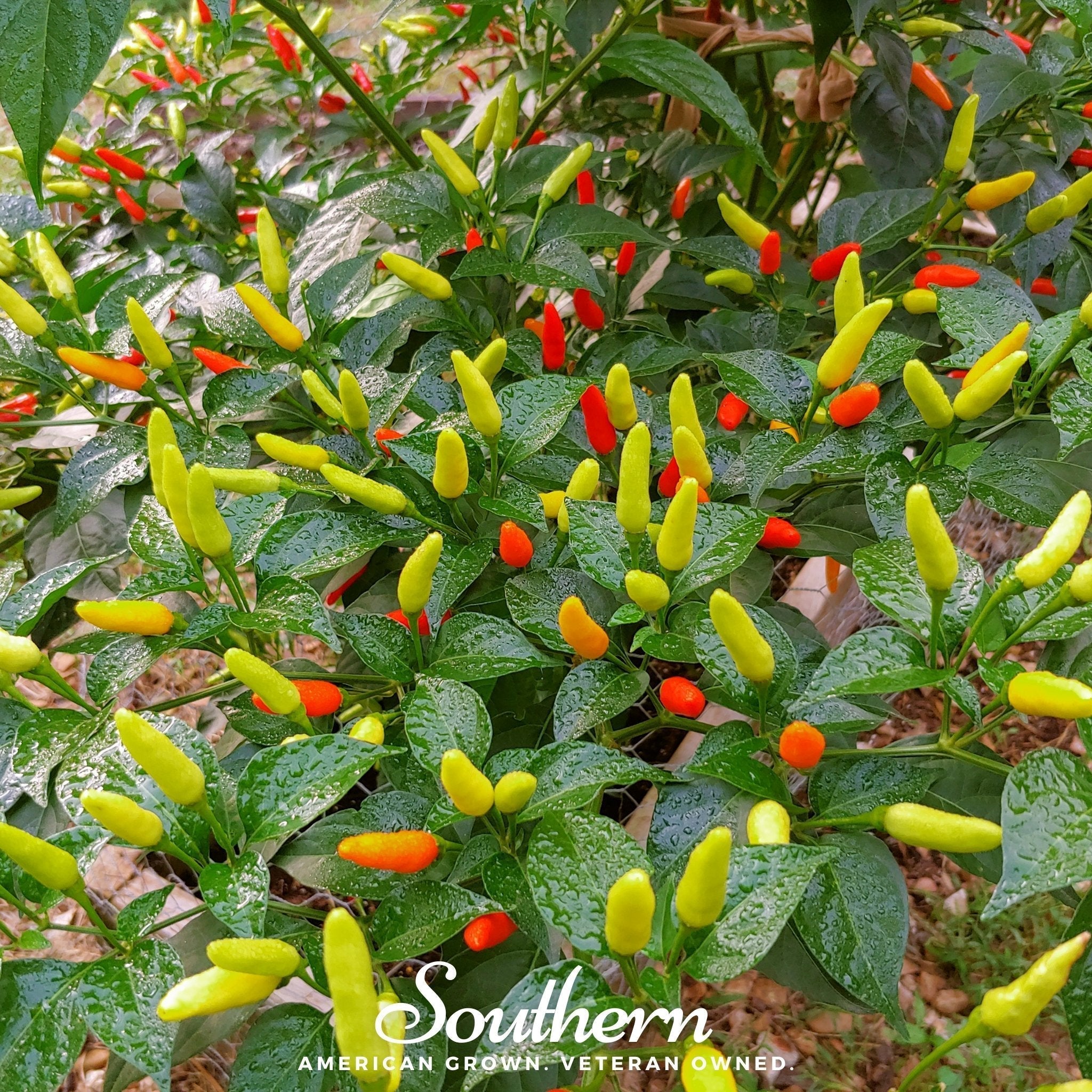 Tabasco Pepper – 50 Seeds Southern Seeds