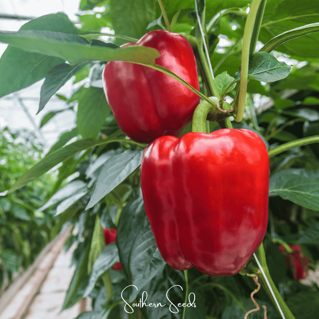 Yolo Wonder Bell Pepper – 30 Seeds Southern Seeds