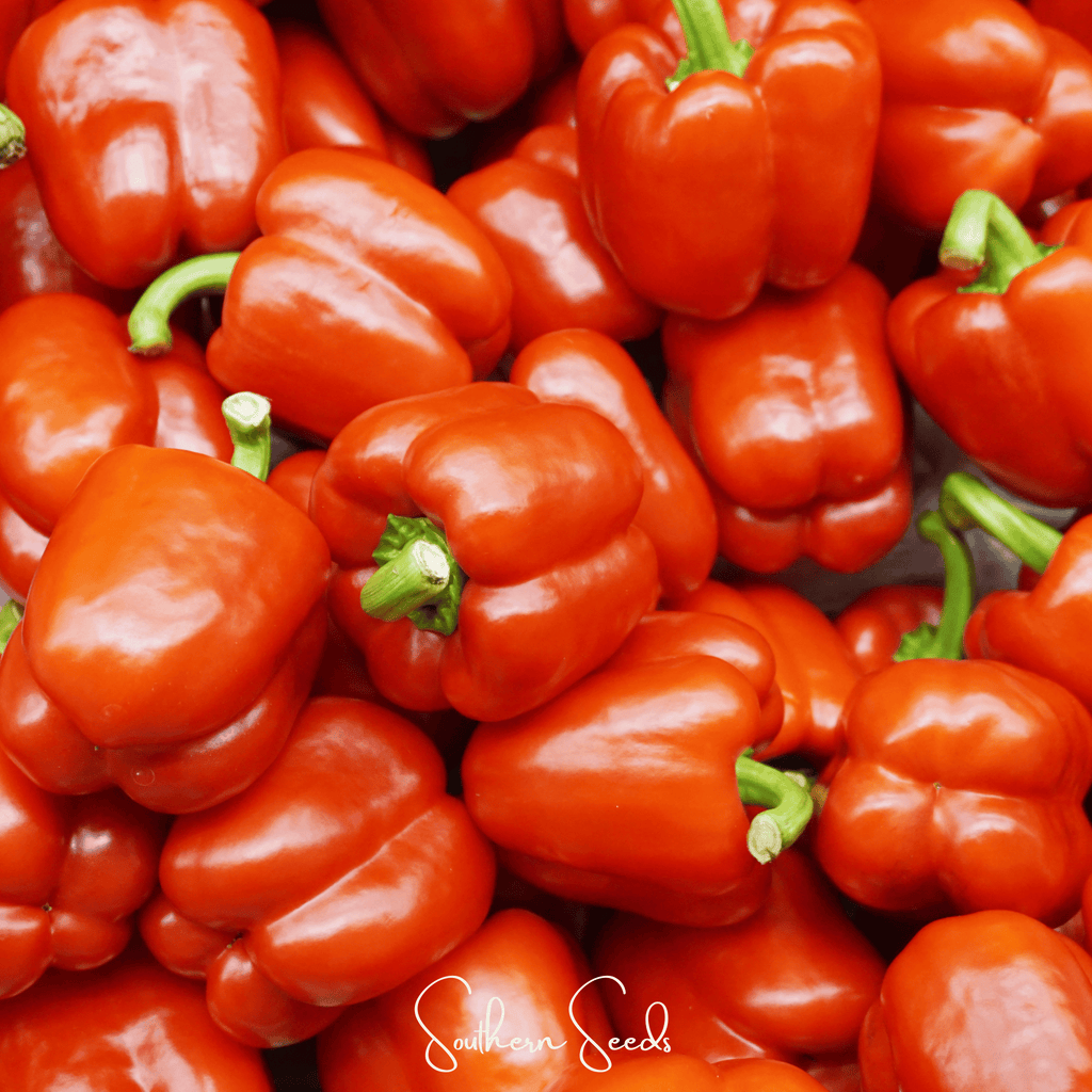 Yolo Wonder Bell Pepper – 30 Seeds Southern Seeds