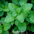 Peppermint – 100 Seeds Southern Seeds