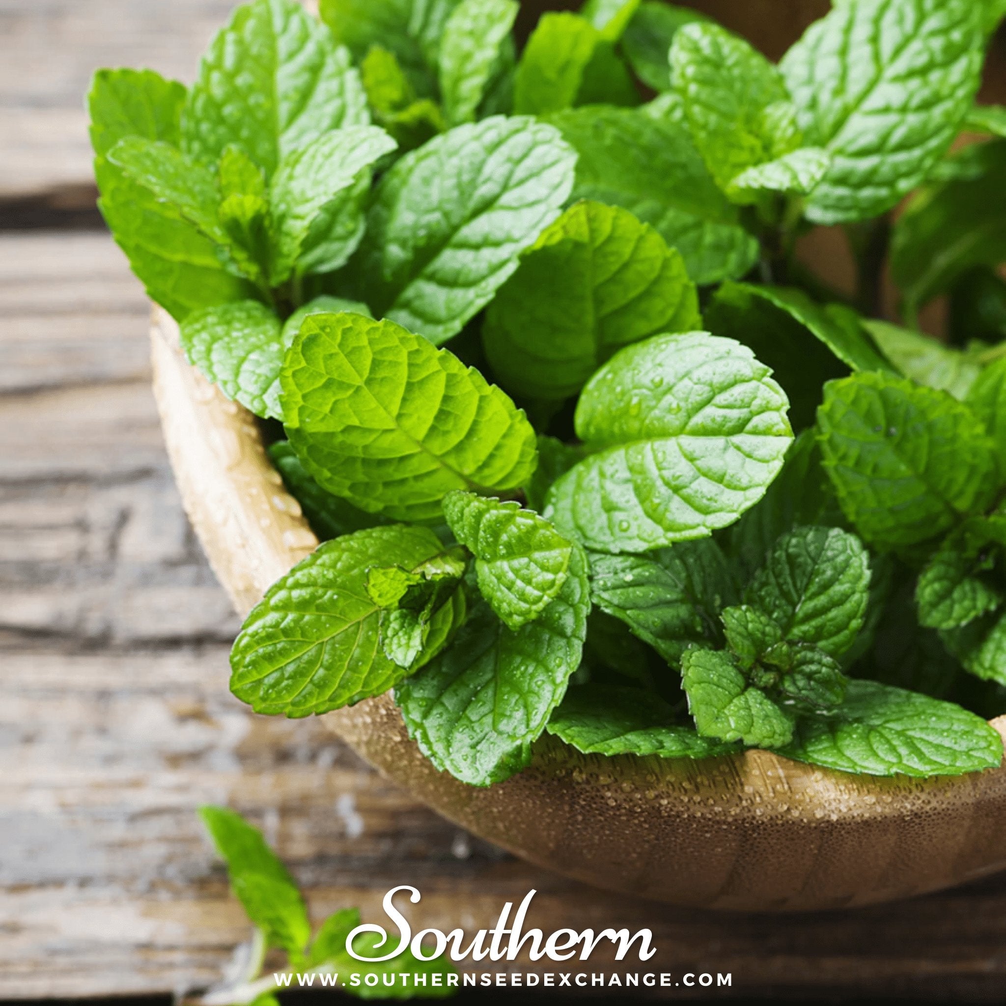Peppermint – 100 Seeds Southern Seeds