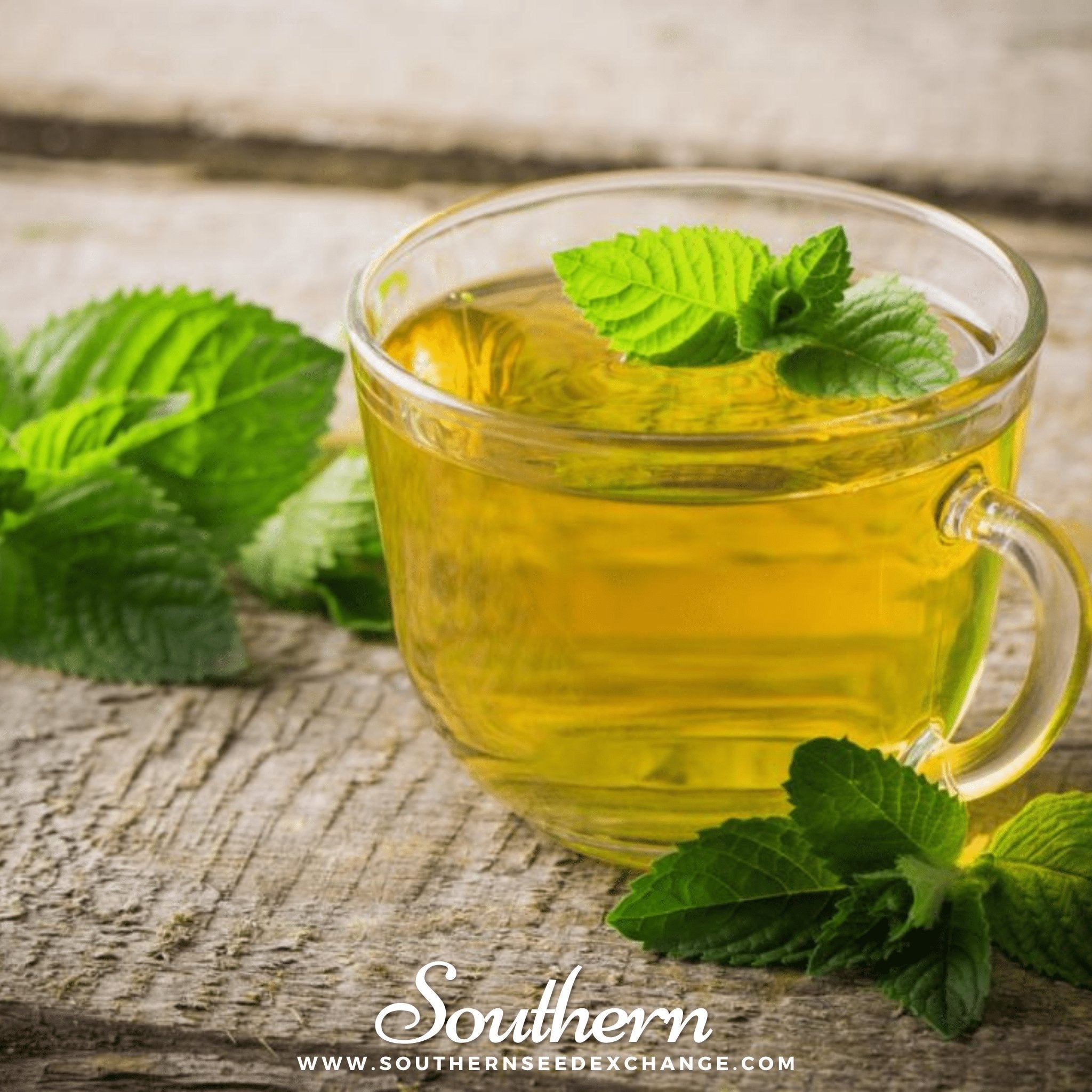 Peppermint – 100 Seeds Southern Seeds