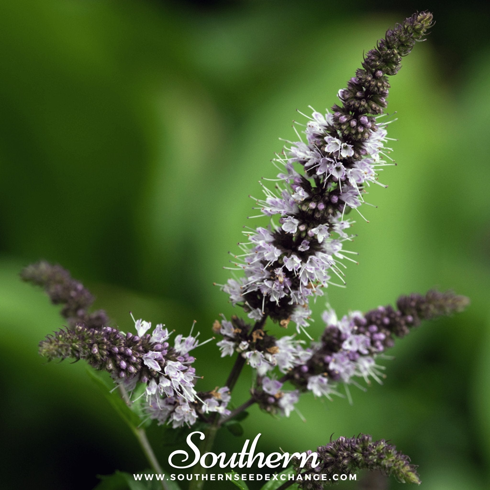 Peppermint – 100 Seeds Southern Seeds