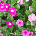 Mix Periwinkle– 100 Seeds Southern Seeds
