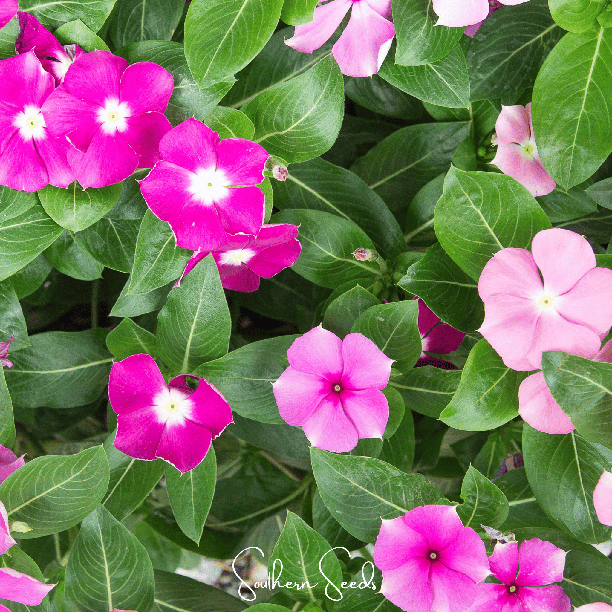 Mix Periwinkle– 100 Seeds Southern Seeds
