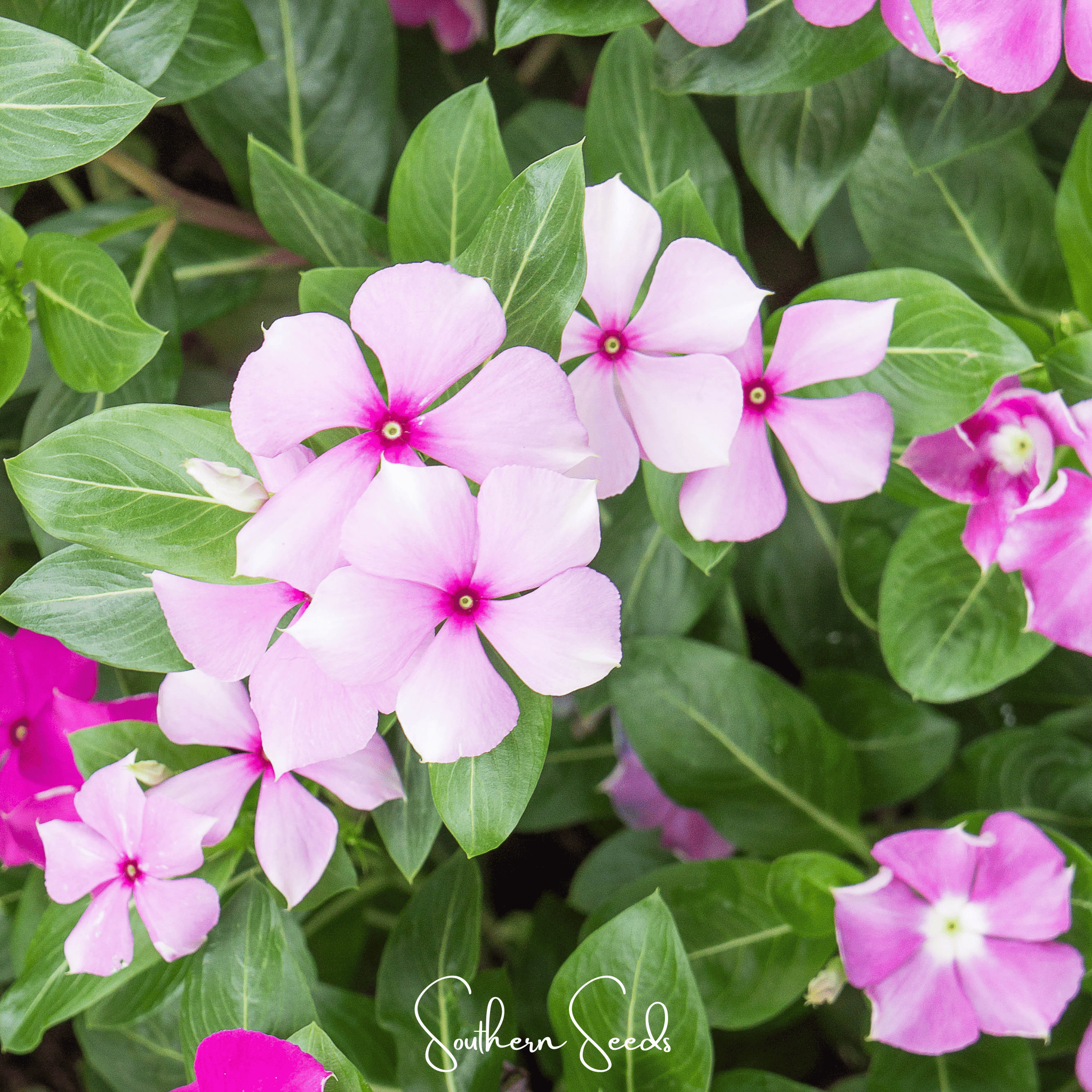 Mix Periwinkle– 100 Seeds Southern Seeds