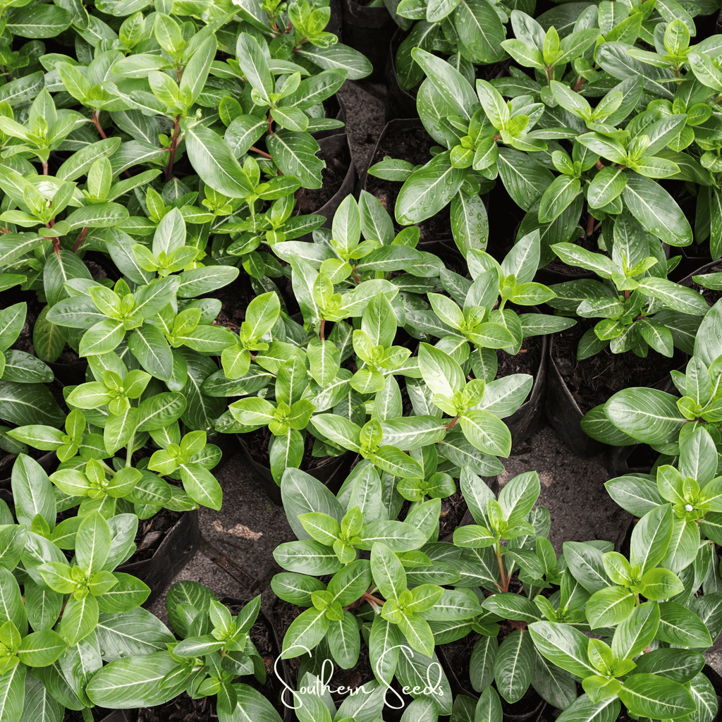 Mix Periwinkle– 100 Seeds Southern Seeds